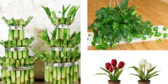 利用花卉植物凈化室內(nèi)環(huán)境應(yīng)注意哪些事項(xiàng)呢？