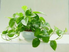 佛山三水順德新房去甲醛的技巧有哪些？